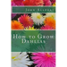 How to Grow Dahlias