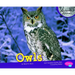 Owls