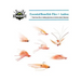 Essential Bonefish Flies - Andros: A guide to tying the 7 must have flies for Andros Island, Bahamas