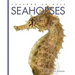 Seahorses