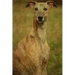 Whippet: Whippet