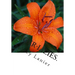 Tiger-Lilies.: A Novel.