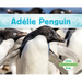 Adelie Penguin