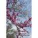 Flowers in the Wind 8: Still More Story-Based Homilies for Cycle B