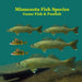 Minnesota Game Fish and Panfish Species Kids Book: Great Book About the Different Types of Fish in Minnesota