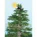 Nature Tales: The Eagle's Dilemma (First Tale in Series)