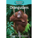 Orangutans
