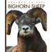 Bighorn Sheep