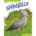 Shoebills