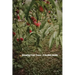 Growing Fruit Trees: A Garden Guide
