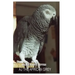 AJ The African Grey