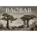 Baobab