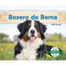 Boyero de Berna (Bernese Mountain Dogs)