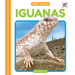 Iguanas