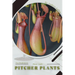 Pitcher Plants: Plant Guide