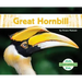Great Hornbill