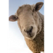 Sheep: Domestic Sheep Are Quadrupedal, Ruminant Mammals Typically Kept as Livestock. Like Most Ruminants, Sheep Are Members o