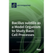 Bacillus subtilis as a Model Organism to Study Basic Cell Processes
