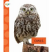 Owls