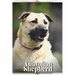 Anatolian Shepherd: Dog breed overview and guide