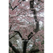 Haikus of All Seasons IV: Flora