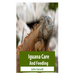 Iguana Care And Feeding