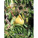 The Pear: A Biography