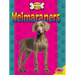 Weimaraners
