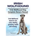 Irish Wolfhound. Irish Wolfhound Dog Complete Owners Manual. Irish Wolfhound book for care, costs, feeding, grooming, health and training.