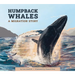 Humpback Whales: A Migration Story