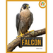 Falcon