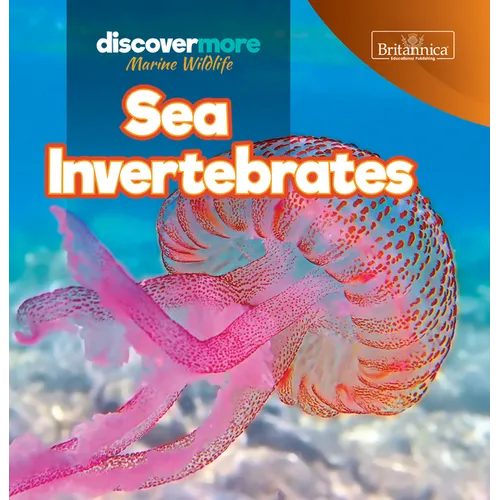 Sea Invertebrates