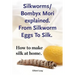 Silkworms Bombyx Mori explained. From Silkworm Eggs To Silk. How to make silk at home.