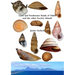 Land and Freshwater Snails of Tahiti and the other Society Islands