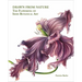 Drawn from Nature: The Flowering of Irish Botanical Art