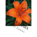 Tiger-Lilies.: A Novel.