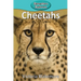 Cheetahs