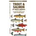 Trout & Salmon of North America, 2nd Ed: An Illustrated Folding Pocket Guide to Familiar Species