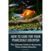 How to Care for Your Pearlscale Goldfish: The Ultimate Guide to Nurturing These Unique Beauties