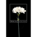 White Lily: Volume 89