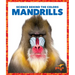 Mandrills