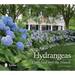Hydrangeas: Cape Cod and the Islands