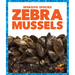 Zebra Mussels