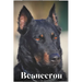 Beauceron: Dog breed overview and guide