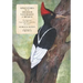 Adventures of an Amateur Naturalist in Mexico: The Imperial Ivory-billed Woodpecker, Revisited