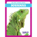 Iguanas