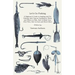 Let's Go Fishing - A Beginner's Guide to Angling and Fly Fishing, with Tips on Equipment, When and Where to Fish, How to Make Your Own Flies, How to C