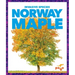 Norway Maple