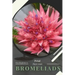 Bromeliads: Prodigy Petal, Plant Guide