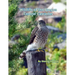 Wildlife of the Oregon Central Cascades
